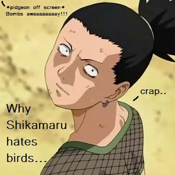 Why Shika Hates Birds...