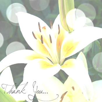 Lilies of thanks