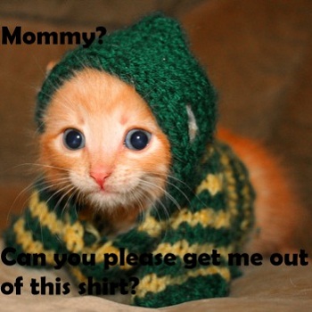 Sweater-ed Kitten