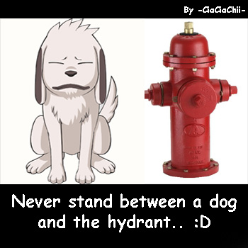 Dog and Hydrant