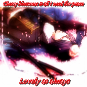 Cherry Blossoms