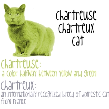 Chartreuse Chartreux Cat