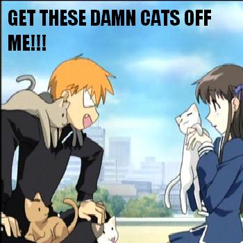 stupid cats, poor Kyo