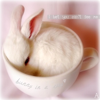.little bunny (April)