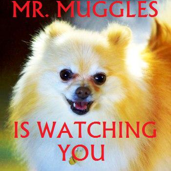 muggles_is_watching
